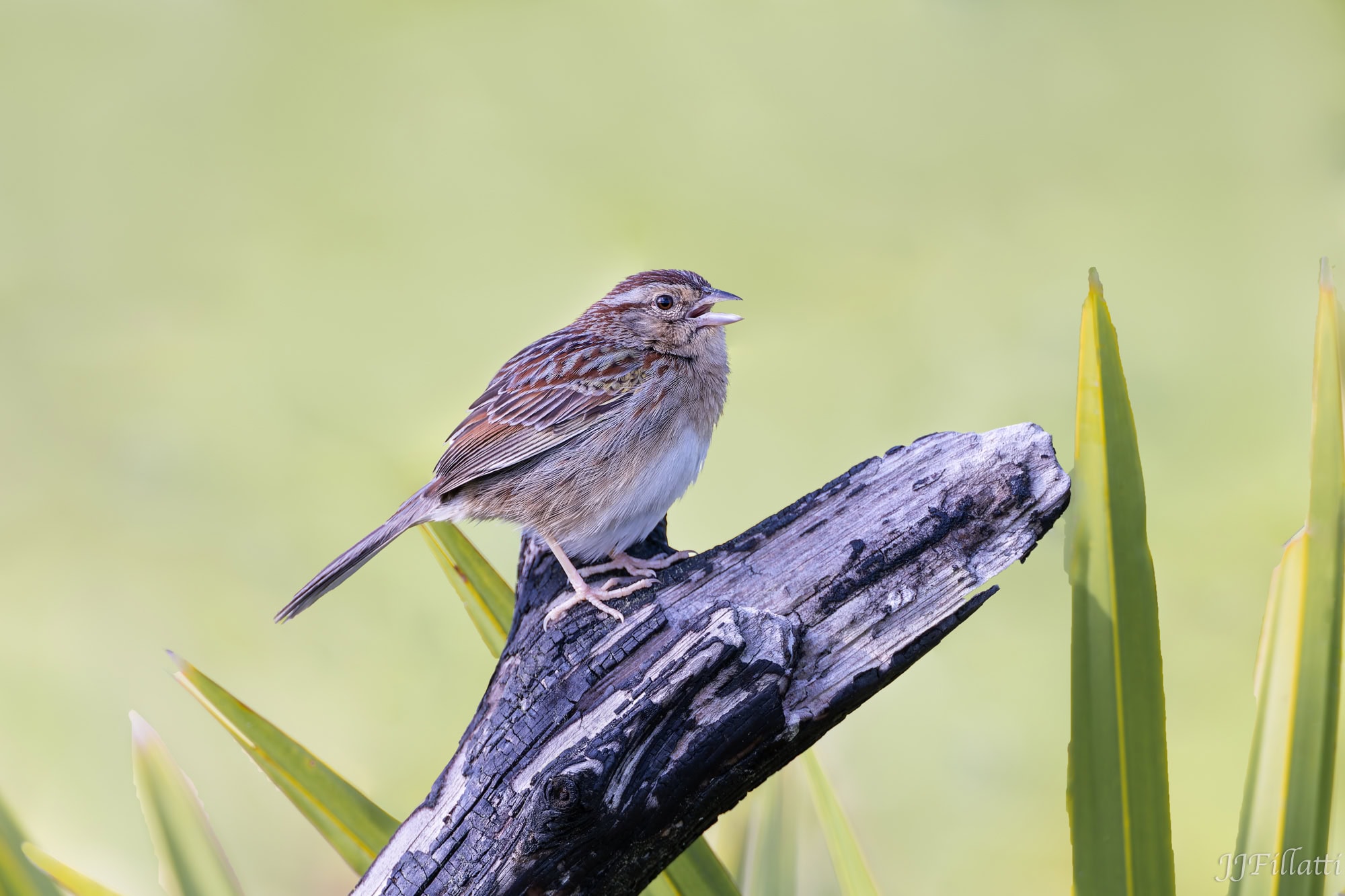 bird of florida image 30